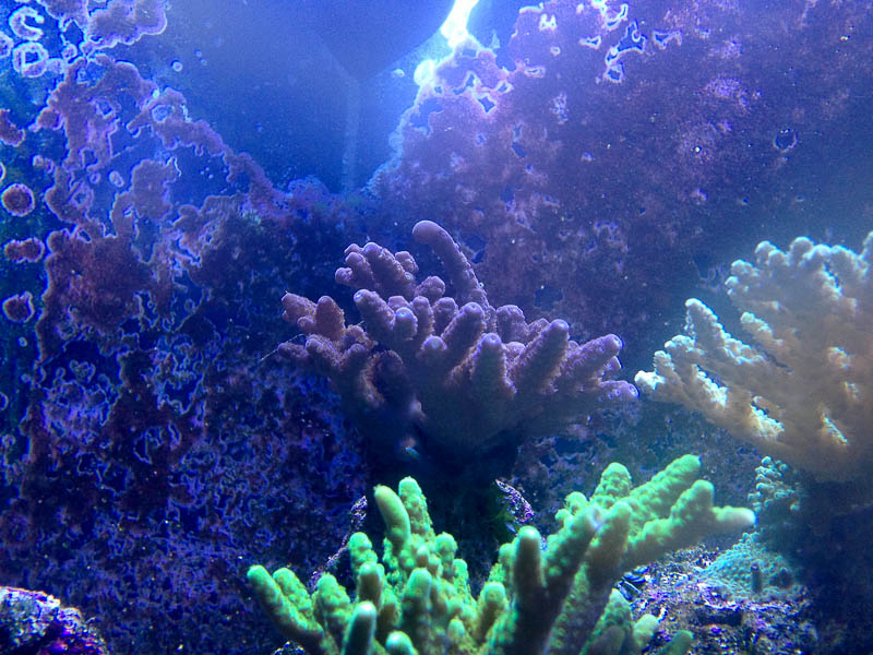 Reef_080713_014.jpg