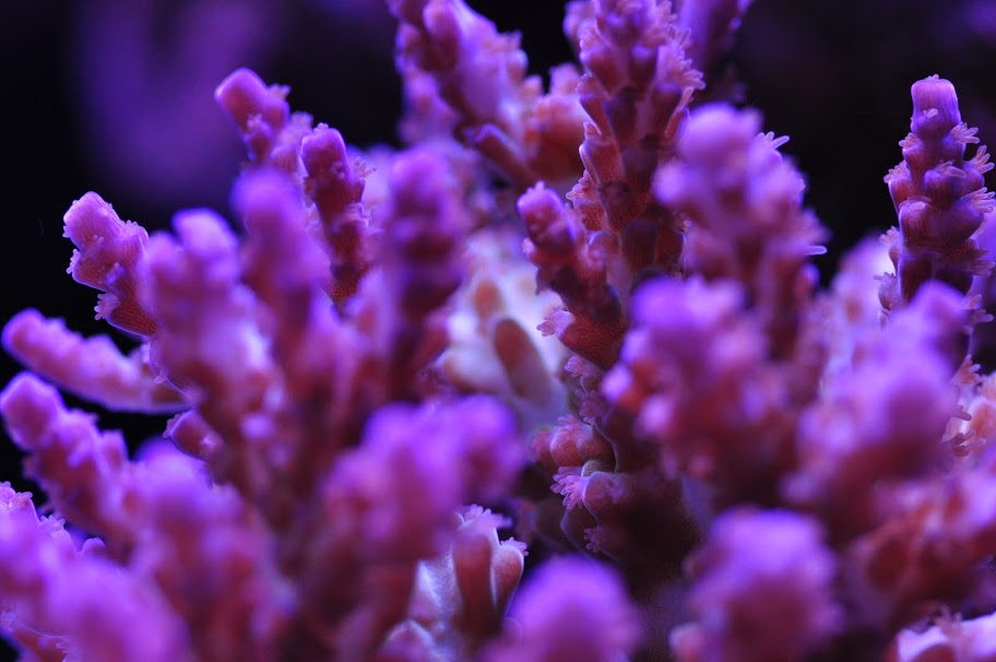 DSC_2999.JPG