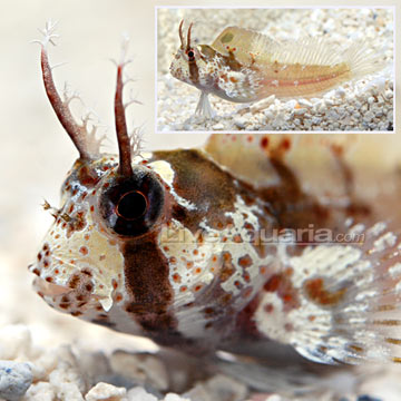 p-90075-horned-blenny.jpg