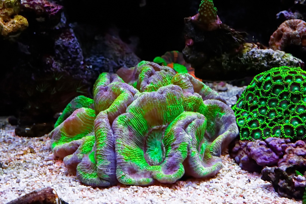 trachyphyllia.jpg