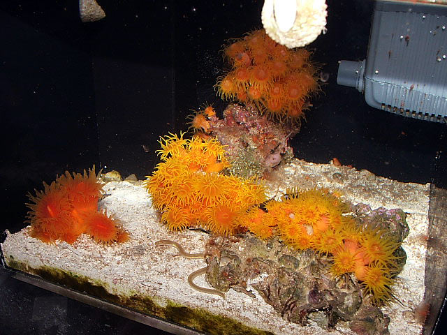 suncorals_auto_f5100.jpg