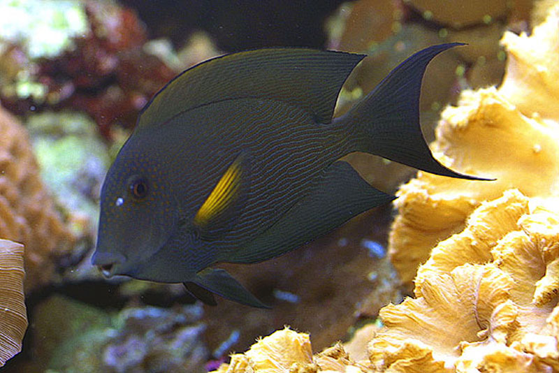 C. striatus Tang-1.jpg