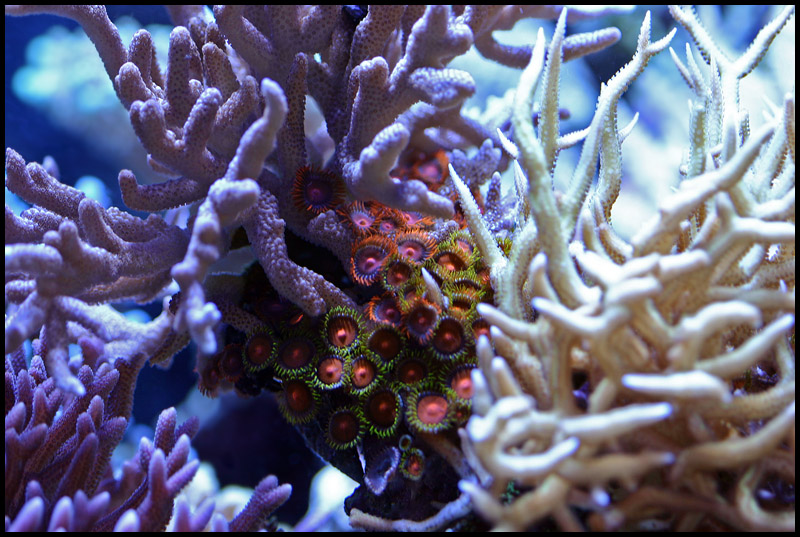 625_zoanthids.jpg