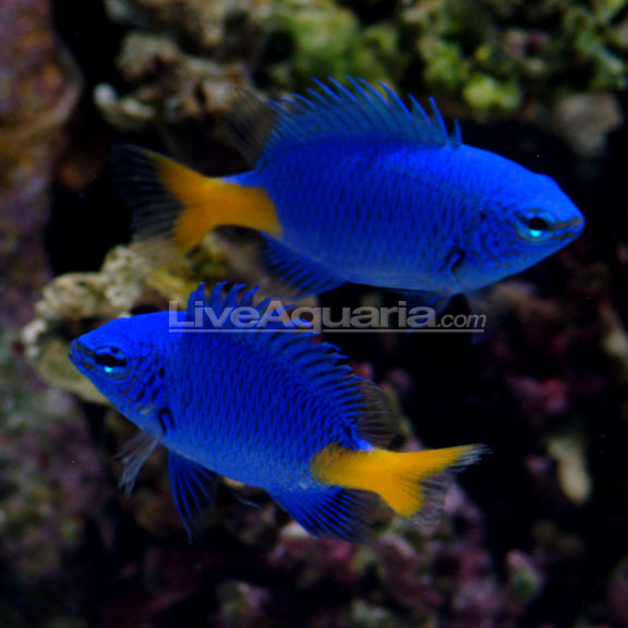 lg-70444-yellowtail-damsel.jpg