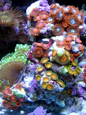11798green_and_red_zoanthids1_1.jpg