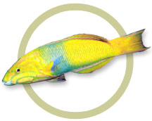 pw75956banana_wrasse.jpg