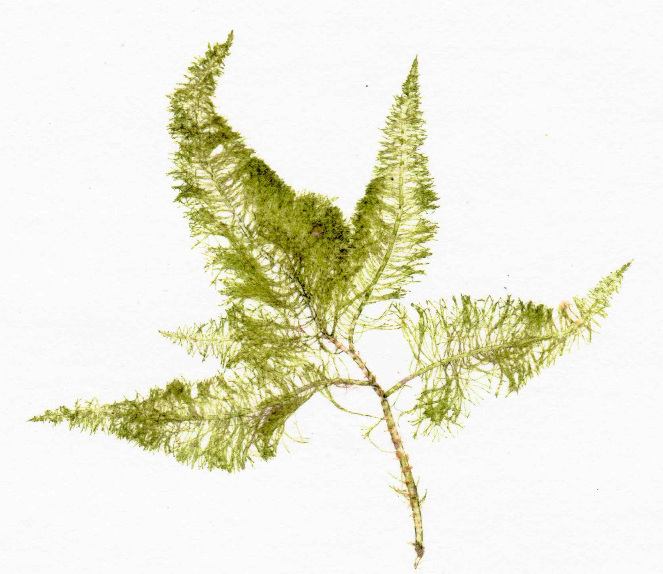 Bryopsis_plumosa_herbarium_item.jpg