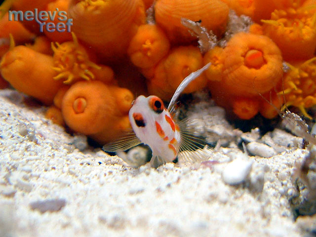 yasha_goby_0229.jpg