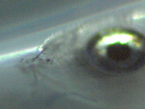GBG_375_12.jpg