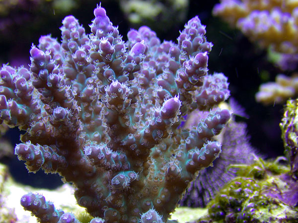 acro_purp_021702.jpg