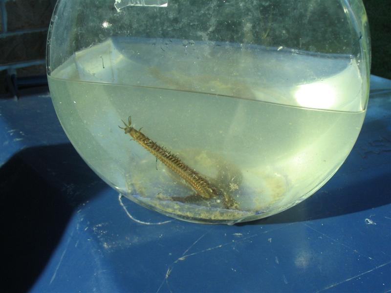 Worm2.jpg