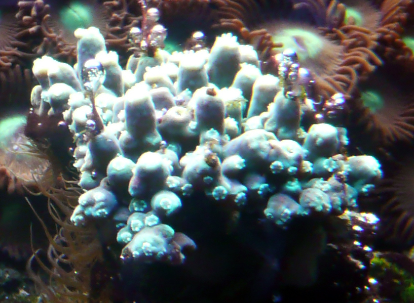 Corail.jpg