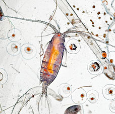 copepodsDM0511_228x225.jpg