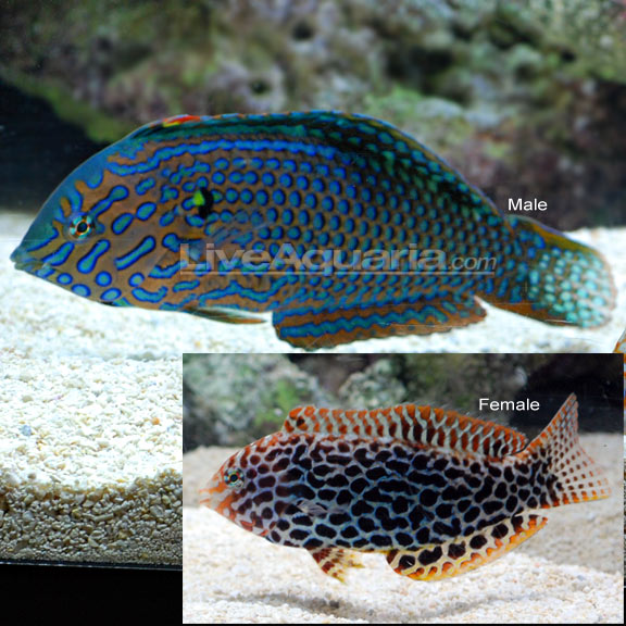 lg-75917-wrasse.jpg
