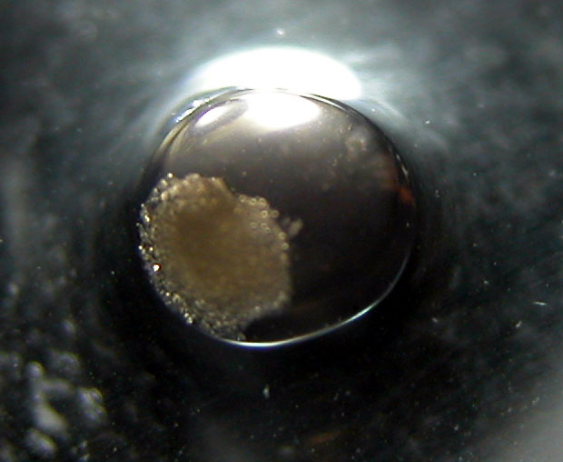 DSCN2501_bangaii_egg.jpg