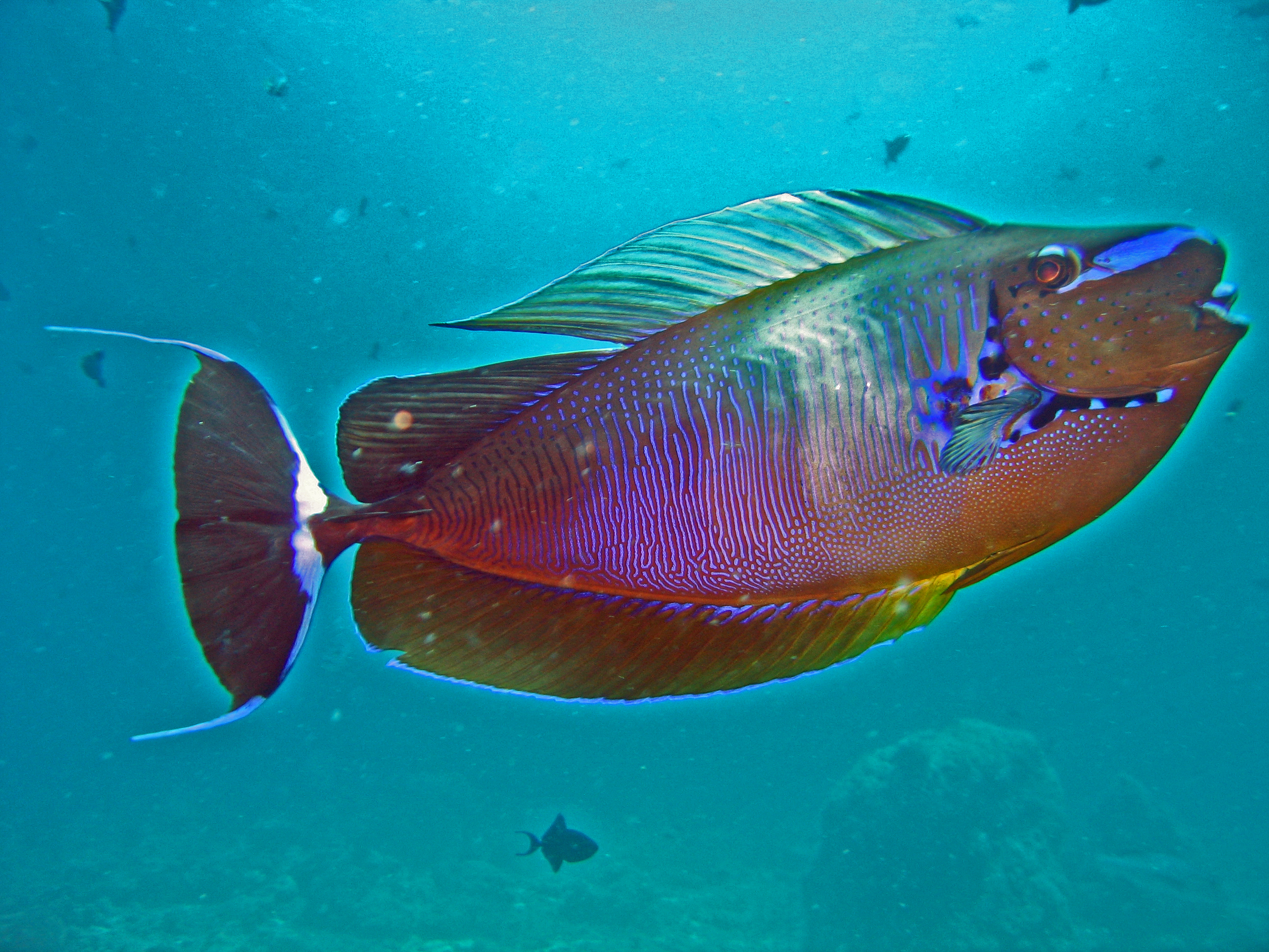 Acanthuridae_-_Naso_vlamingii.jpg