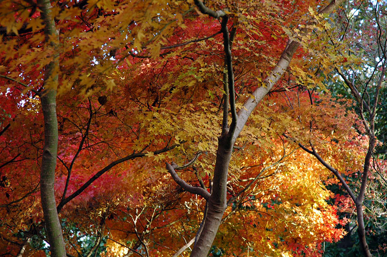 yellow_tree.jpg