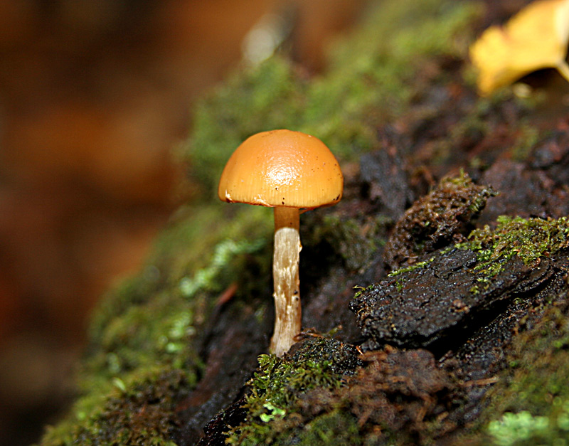 mushroom.jpg