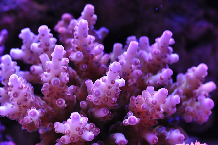 DSC_2980.JPG