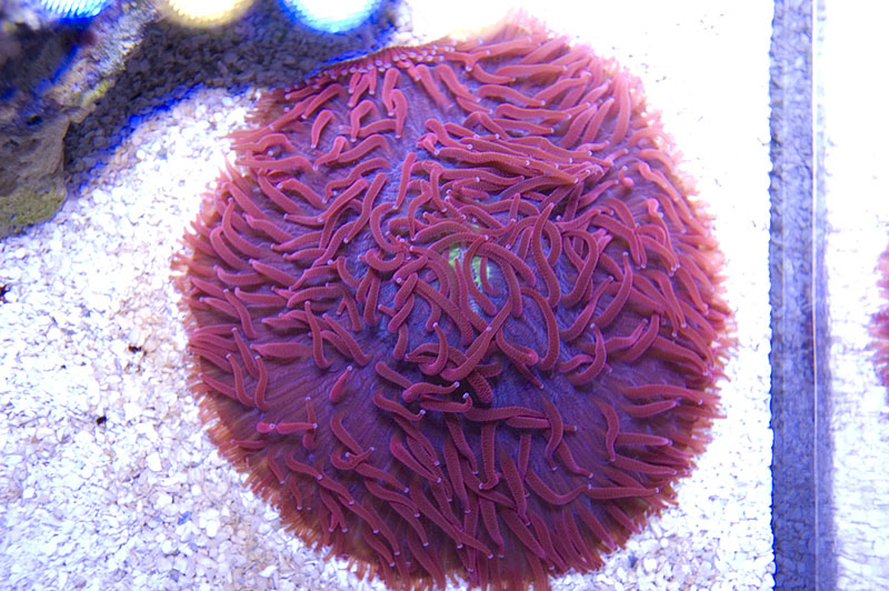 Plate_Coral_1_by_eksong.jpg