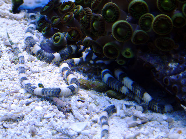 harlequin_starfish_0620.jpg