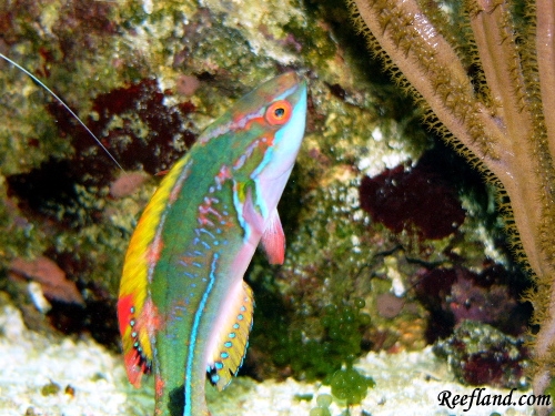 Exquisitewithyellowfin1.JPG