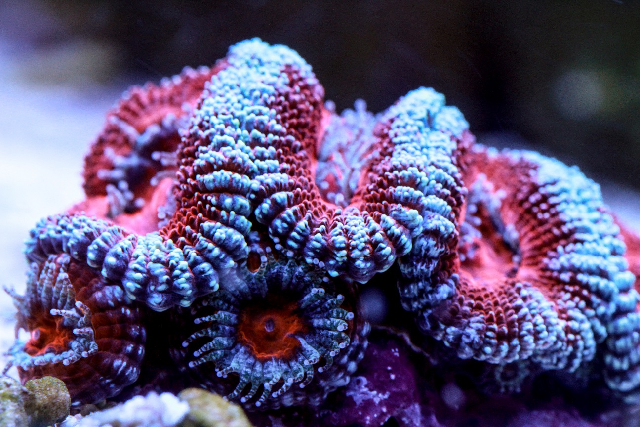 acan6.jpg