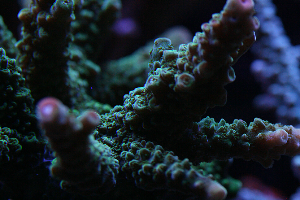 greenslimer 06252010.JPG