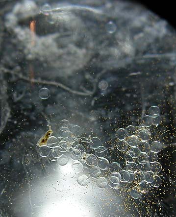 DSCN3098_50eggs.jpg