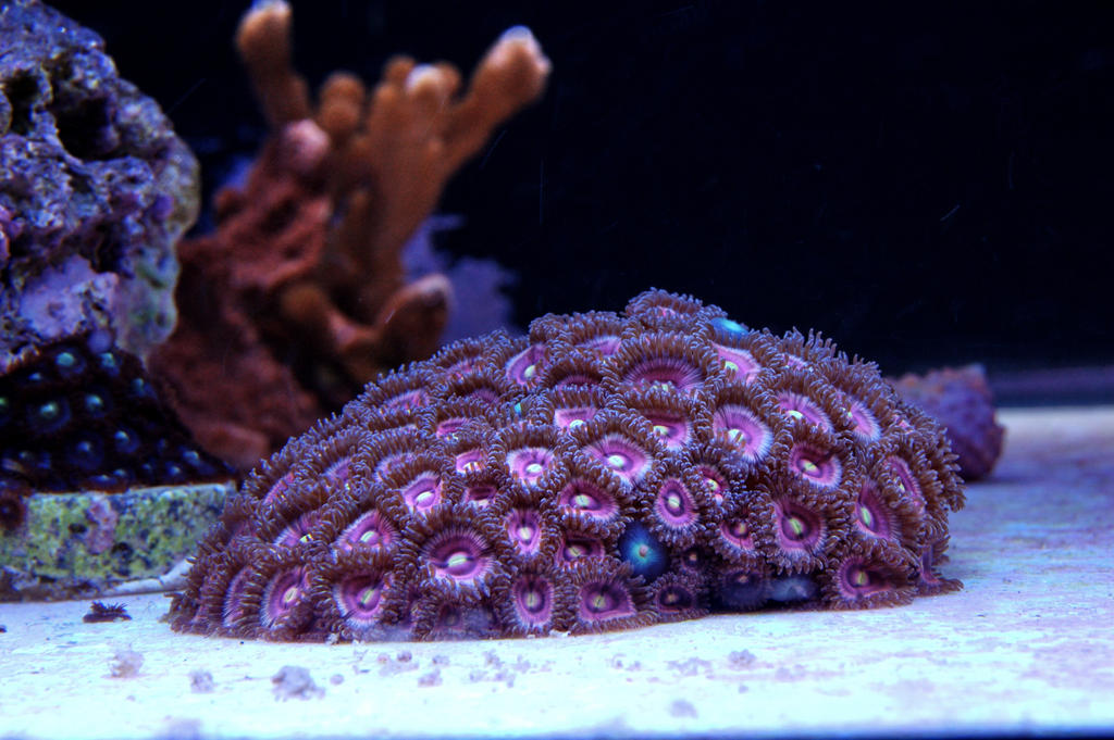 Pink_Zoas_by_Logzor.jpg