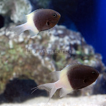 p-70210-chromis.jpg