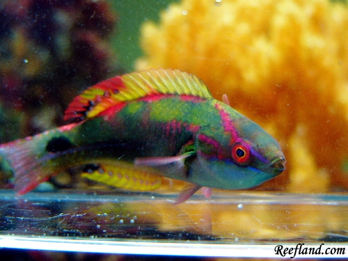 Exquisitewithyellowfin4.JPG