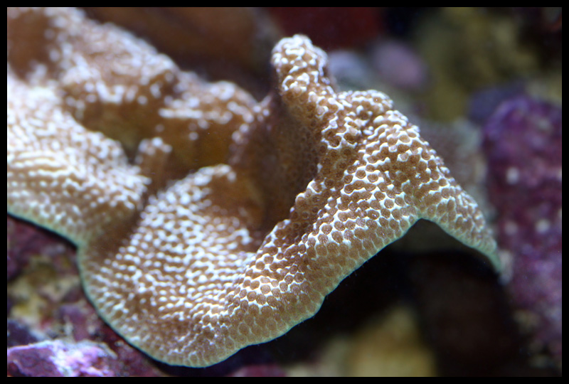 477_encrusting.jpg