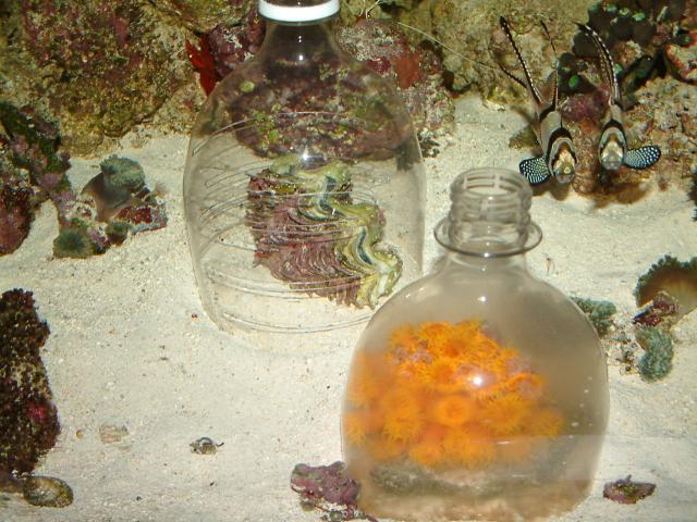 clam6.jpg