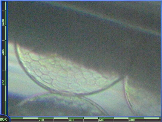RSB_egg_0_5_200x.jpg