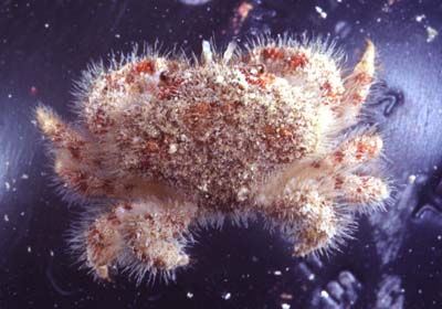 Gaillardiellus%20superciliaris.JPG