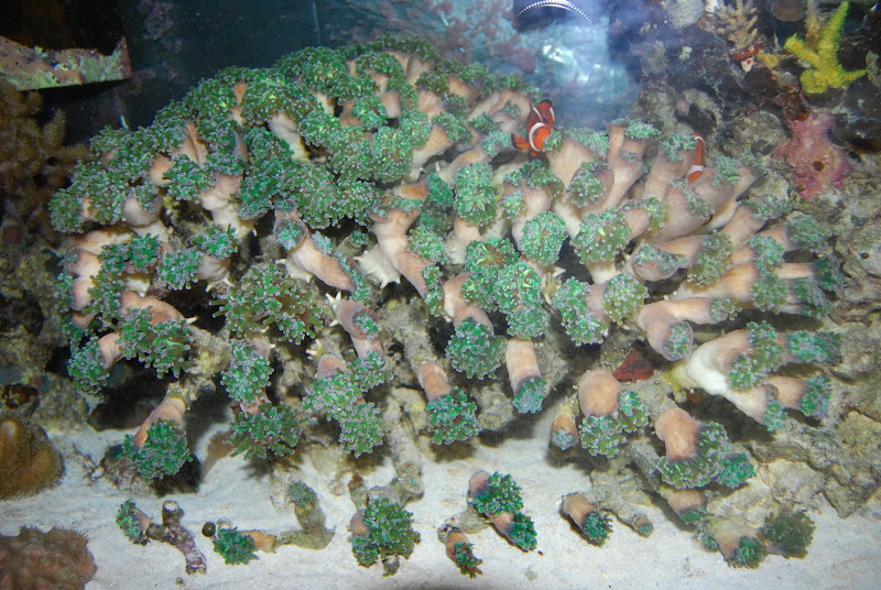 frogspawn003.JPG