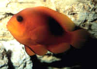 Amphiprion_ephippiumSGAQ.jpg