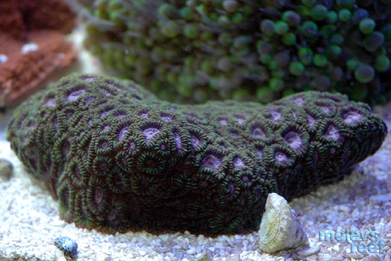 purple_favia_0513.jpg