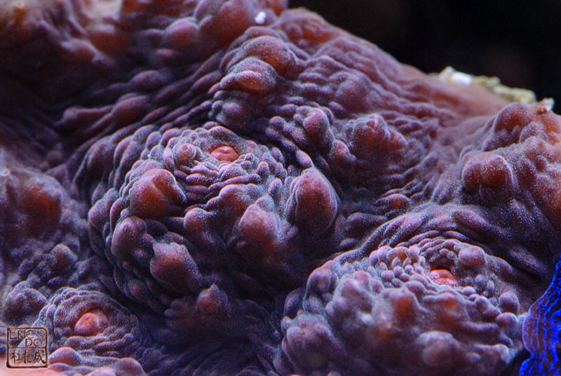 Pink-eye%20Chalice.jpg