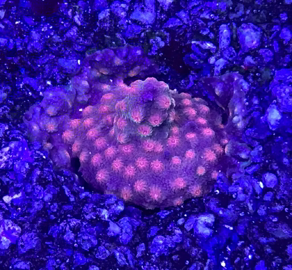 c61746006e7c704554725090e4762c7e.jpg