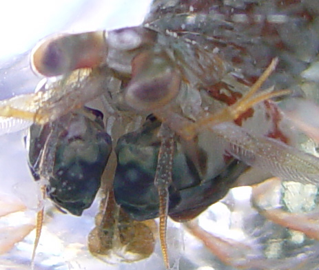 DSC04306_mantis-vi.jpg