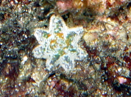 starfish-vi.jpg