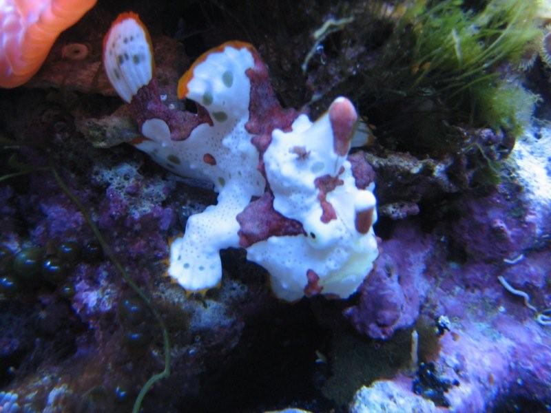 Frogfish3-30-08.jpg