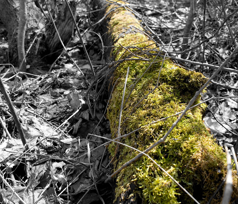 DSC00070-1.jpg
