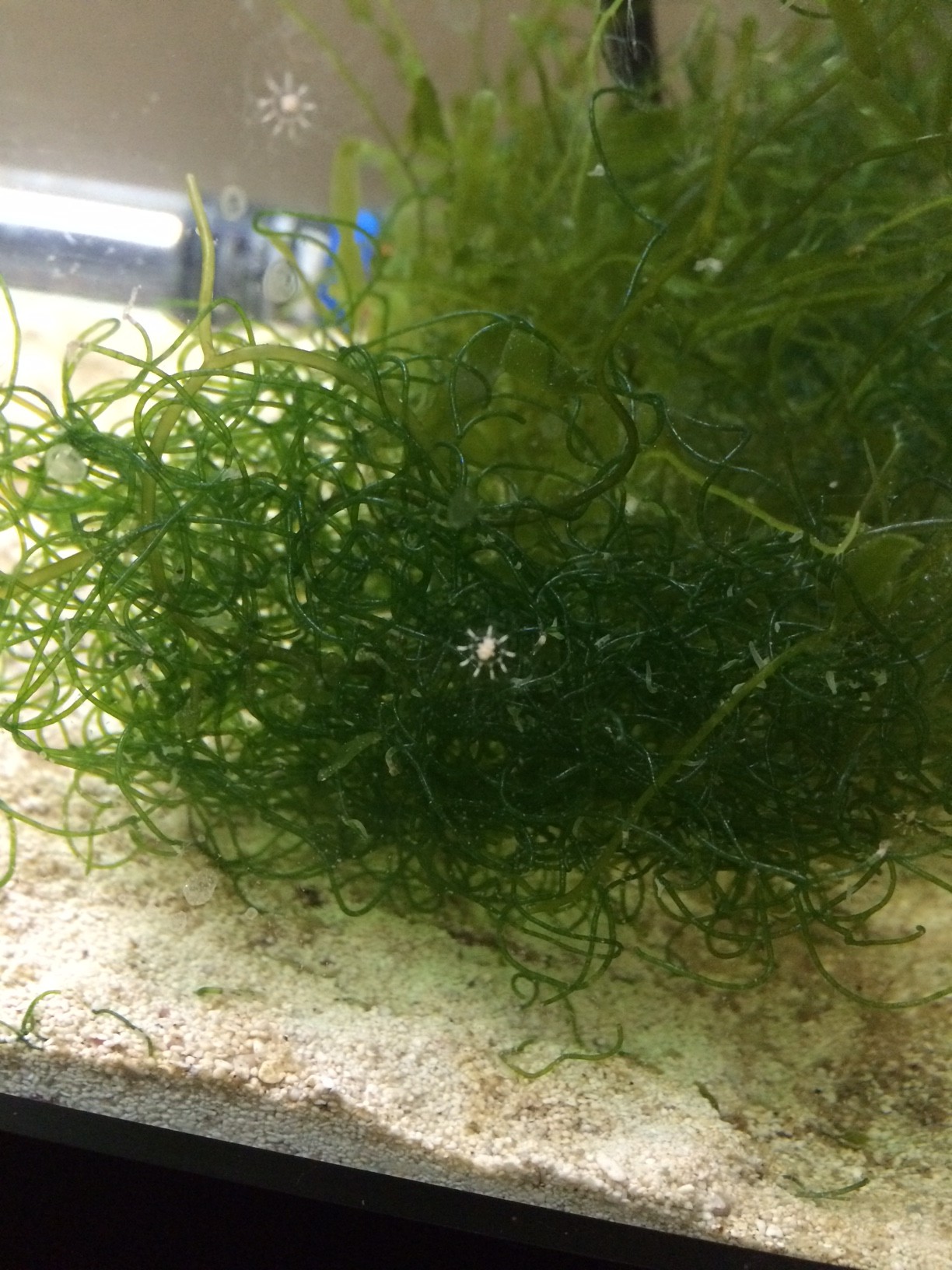 hydroids.jpg