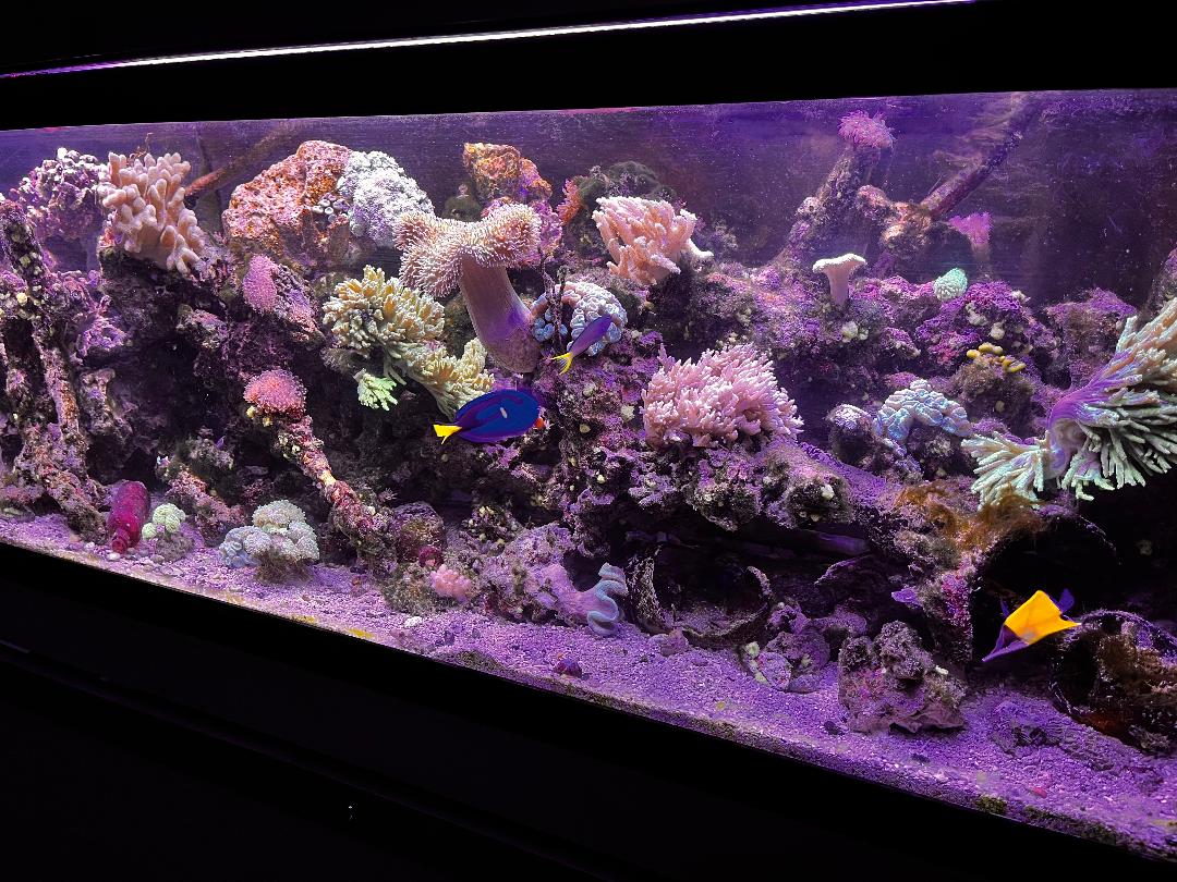 Reef 2.jpg