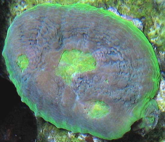 limitededition_echinophylliaalieneye.jpg