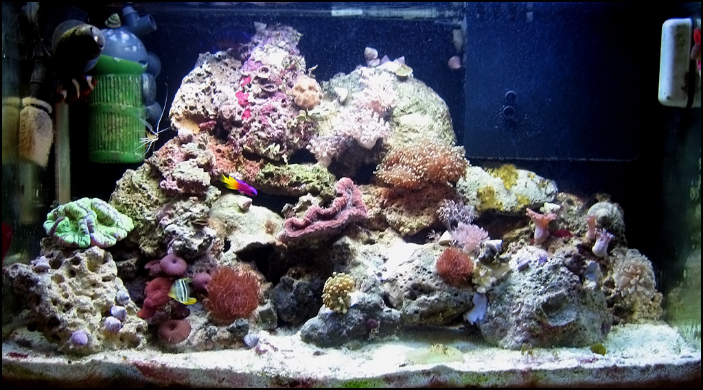 tank-07-27-06.jpg