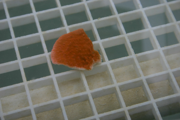7-30-orange.jpg